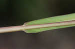 Fall panicgrass